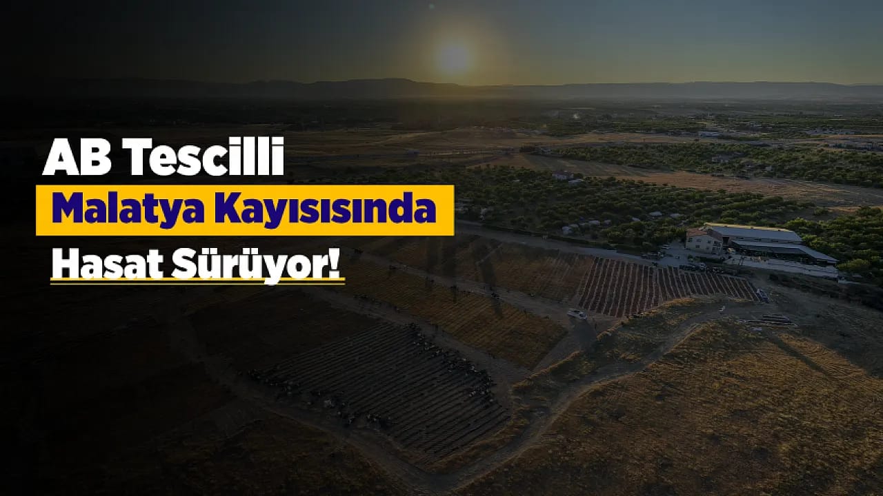 Malatya'da Hasat Tüm Hızıyla Sürüyor!