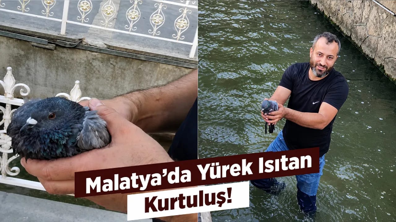 Malatya Kanalboyu'nda Umut Dolu Kurtarma! Yaralı Güvercin Hayata Tutundu
