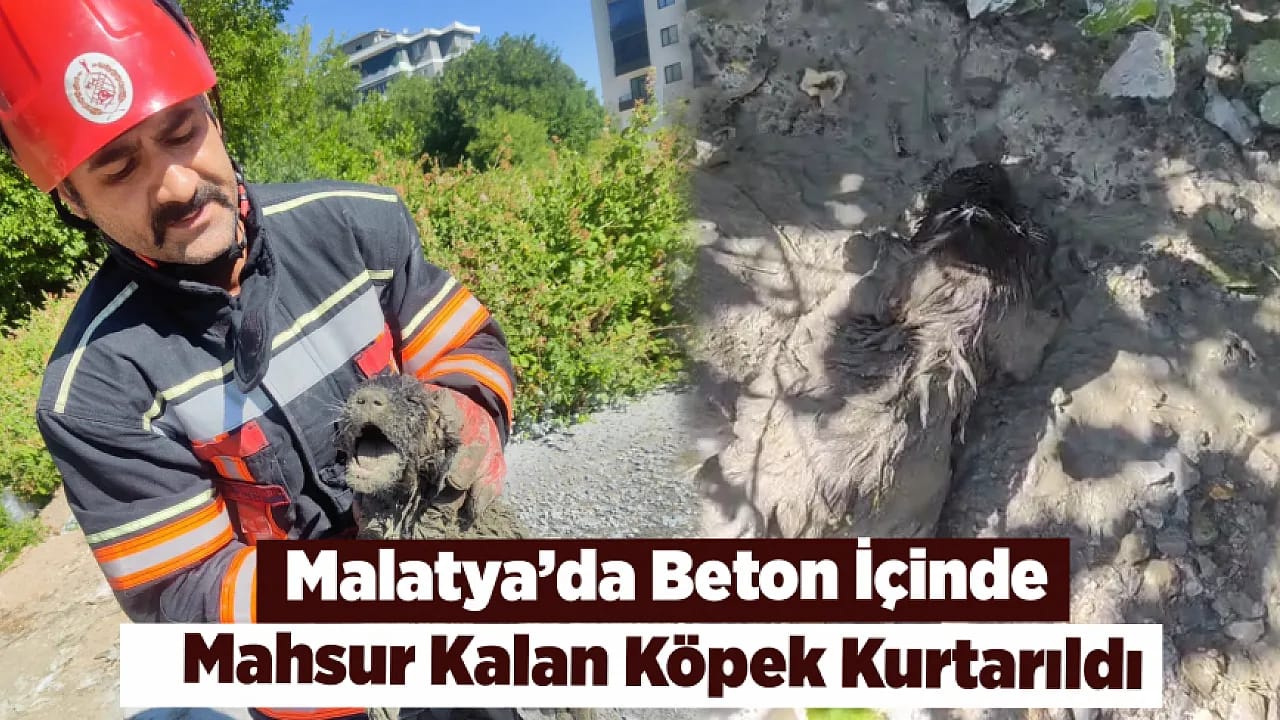 Malatya'da Betonun İçinde Mahsur Kalan Köpek Son Anda Kurtarıldı!