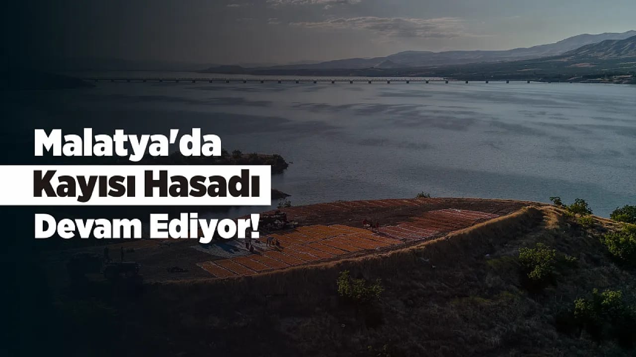 Malatya'da Kayısı Hasadı Renkli Görüntüler Oluşturdu