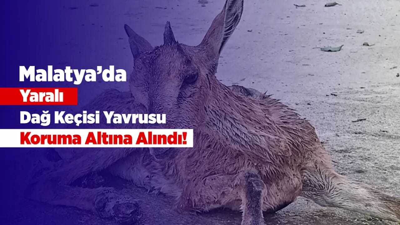 Malatya'da Yaralı Bulunan Dağ Keçisi Yavrusu Koruma Altına Alındı!