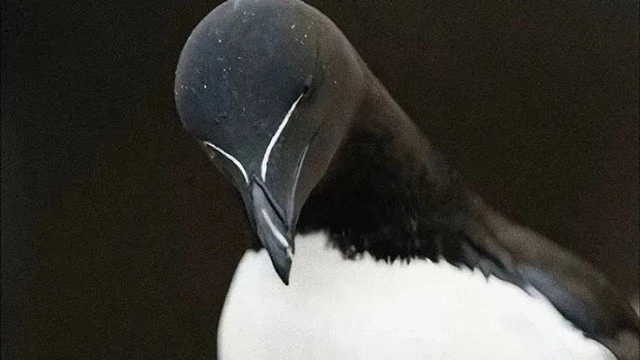Kuzey Denizlerinin Kanatlı Efendisi Razorbill Kuşlarının Gizemli ve Zorlu Yaşamı