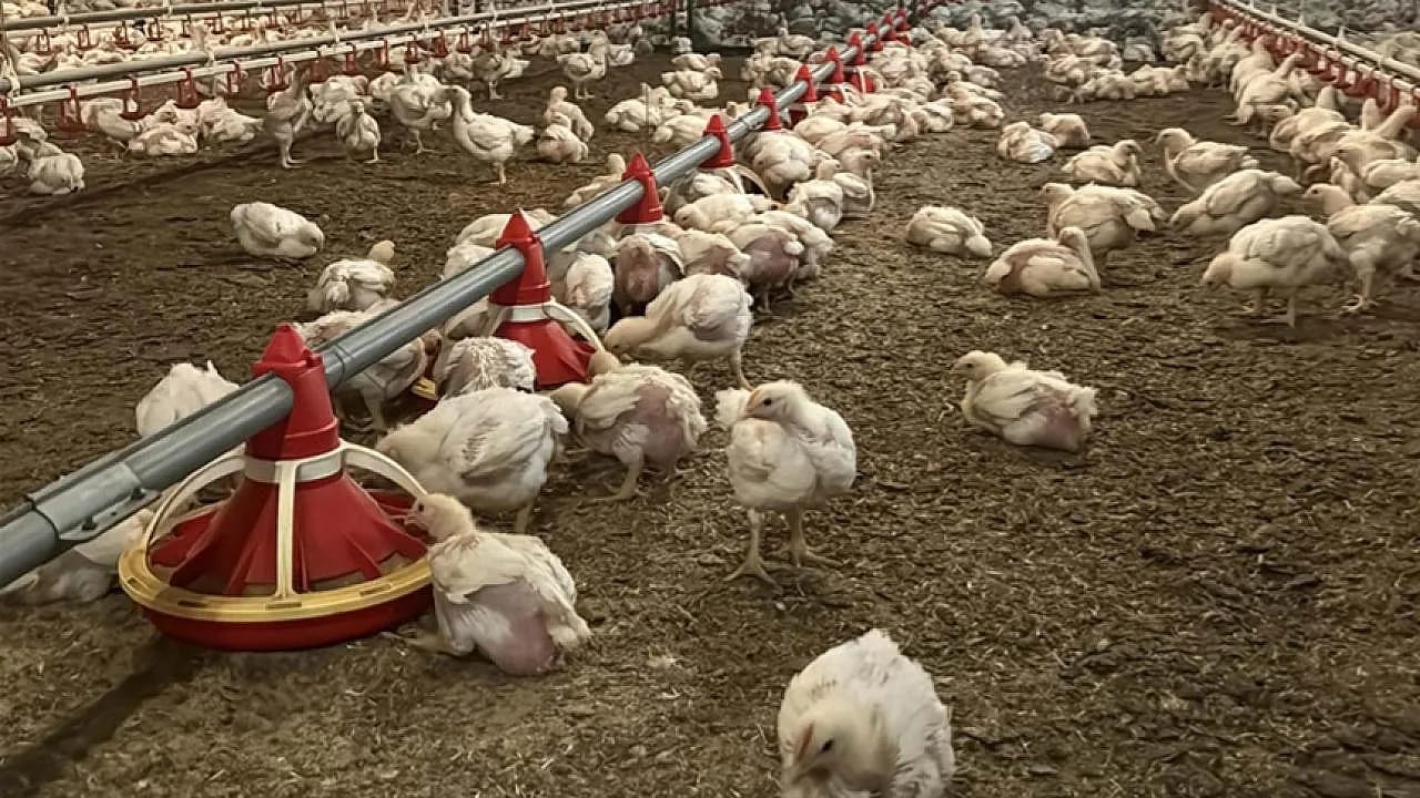 Bakanlıktan Tavuk Fiyatlarına Müdahale: İhracat Kapıları Kapandı