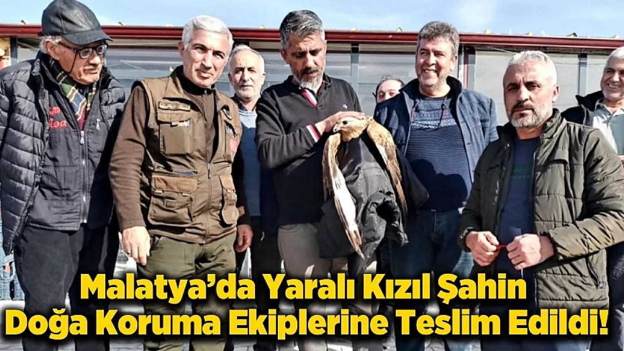 Yeşilyurt'ta Kanadı Kırık Kızıl Şahin Vatandaşların Duyarlılığıyla Hayata Tutundu