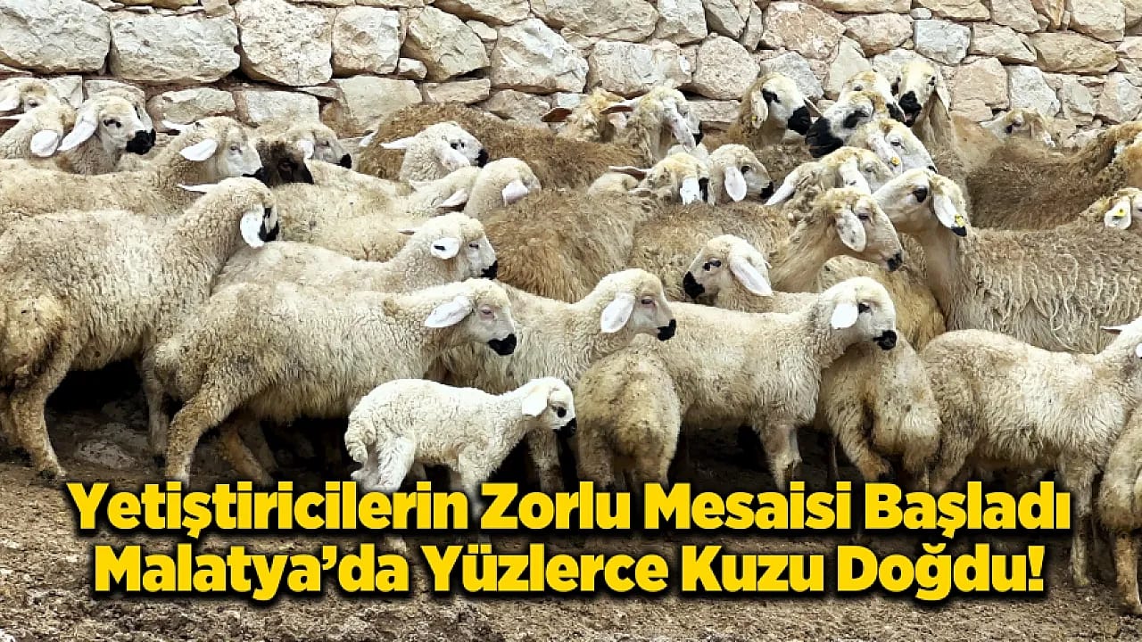 Malatya'da İkiz Kuzular Yoğunlukta!