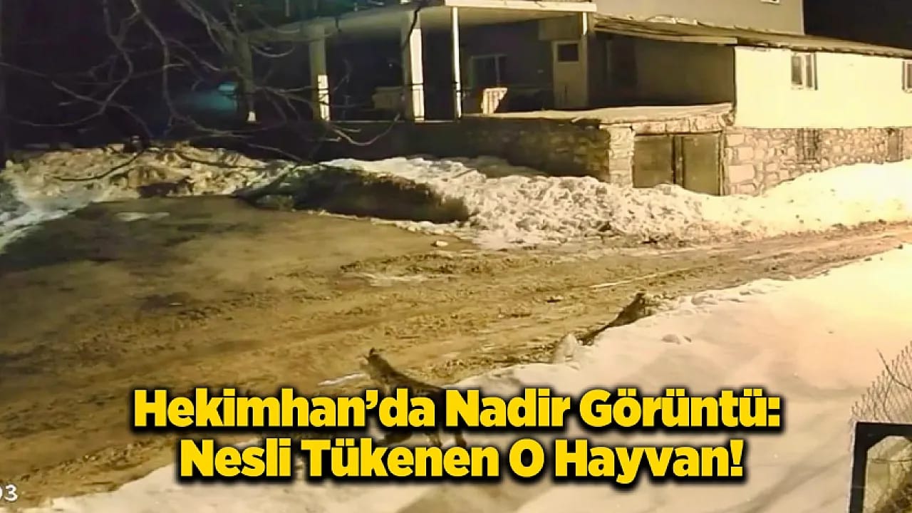 Nesli Tükenen O Hayvan Hekimhan'da Görüntülendi!