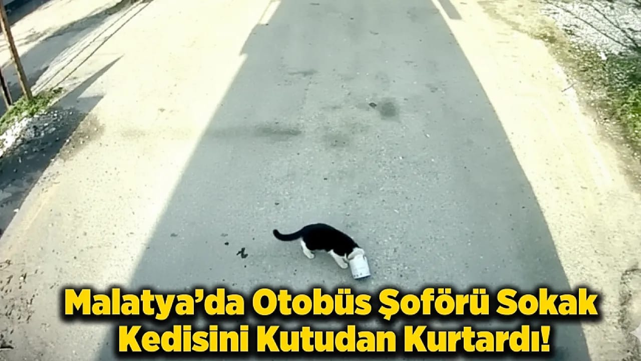 Malatya'da Sokak Kedisi Konserve Kutusundan Kurtarıldı