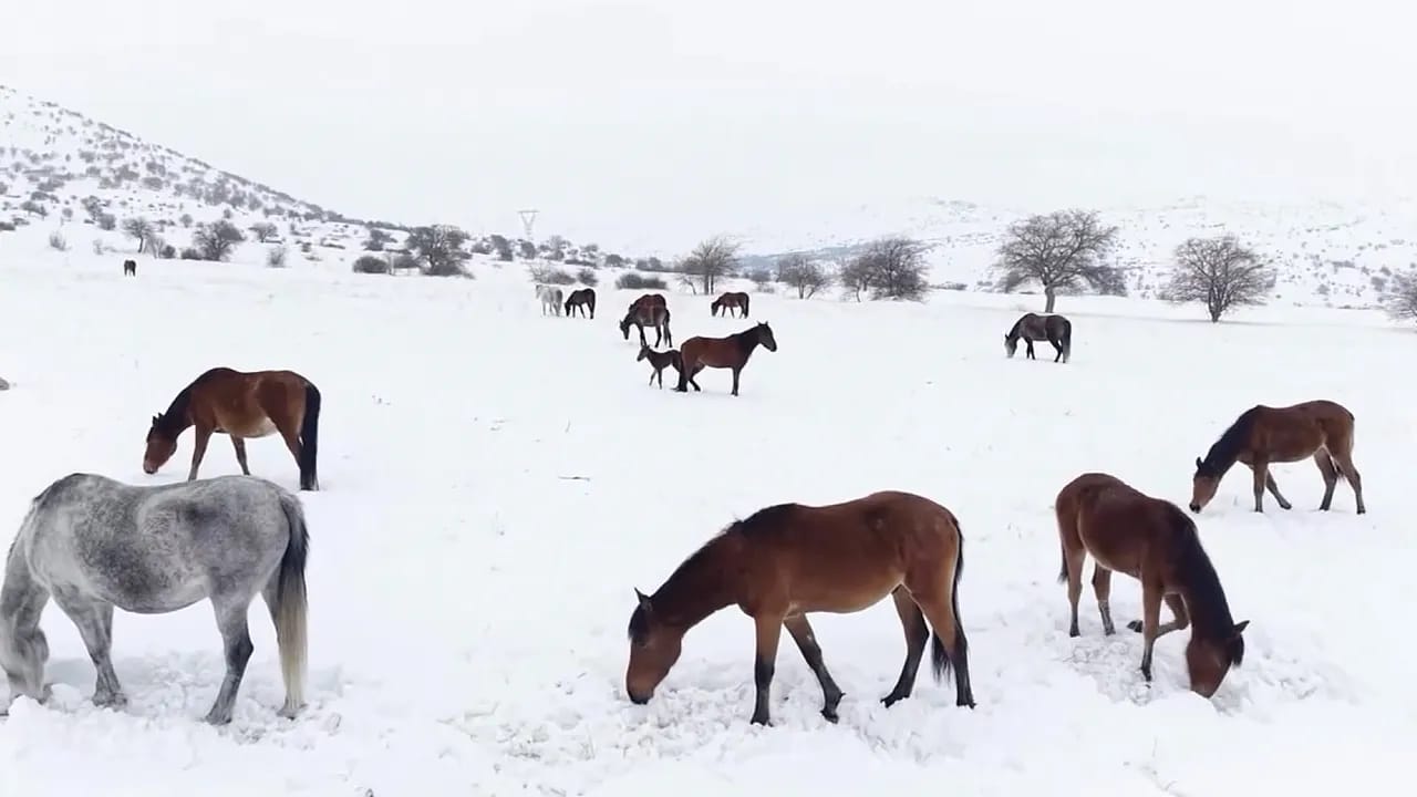 Malatya'da Yılkı Atlarına Kar Mesaisi!