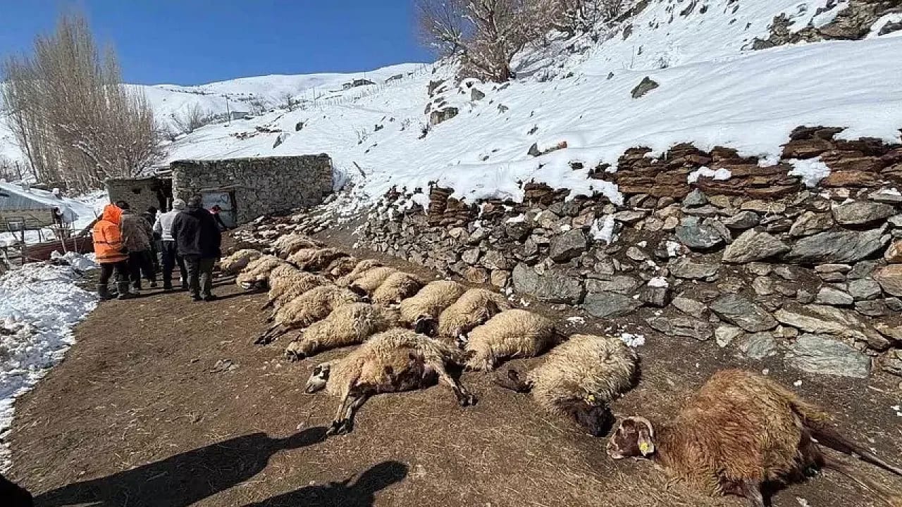 Van'da Ahır Yangını: 67 Küçükbaş ve 1 İnek Telef Oldu