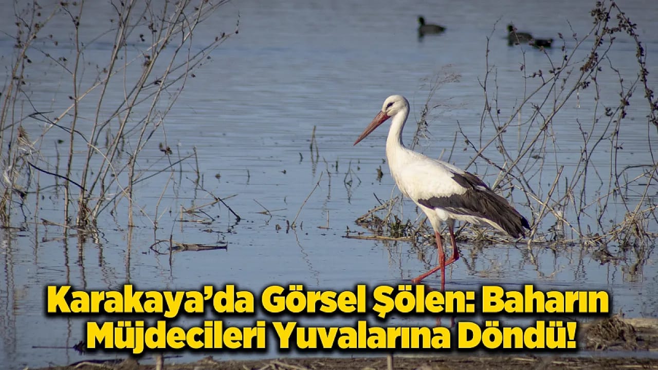 Karakaya Barajı'nda Bahar Mesaisi: Göç Yolundaki Leylekler Yuvalarına Döndü!