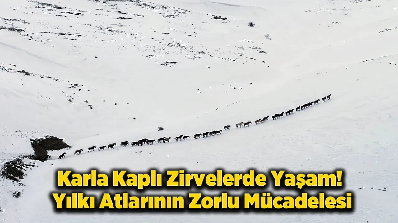 Yama Dağı'nda Zorlu Kış: Yılkı Atları Karla Mücadele Ediyor