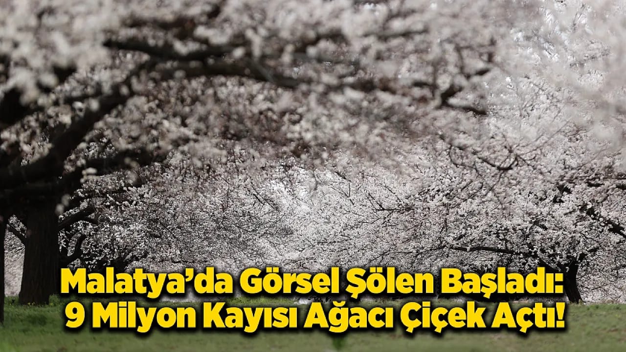 Dünya Kayısı Başkenti Malatya'da Görsel Şölen: Bahçeler Beyaza Büründü!