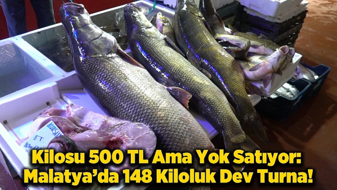 Malatya'da Tezgah Dar Geldi: 2 Metre 20 Santim Boyundaki Dev Balığı Görenler İnanamıyor