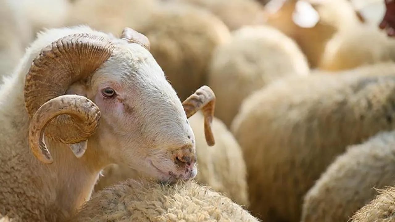 Hayvancılıkta Dev Hamle: 150 Bin Küçükbaş Ve Sıfır Faizli Destek