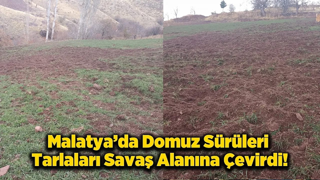 Malatya Pütürge'de Çiftçinin Domuzla İmtihanı! Mahsuller Talan Edildi, Sistemler Parçalandı