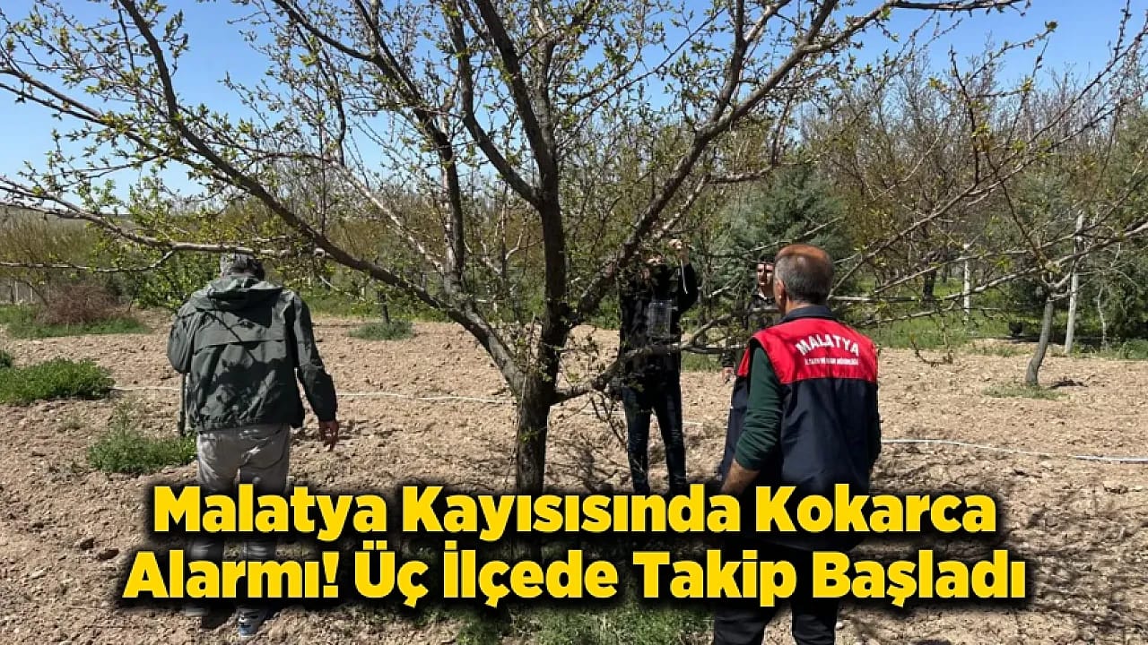 Malatya'da Kayısıyı Kokarcadan Koruyacak Tuzaklar Kuruldu!