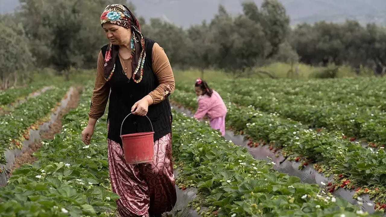 Kilosu 120 Liradan Alıcı Buluyor! Menemen'in Kırmızı Altınında Rekor Rekolte Beklentisi
