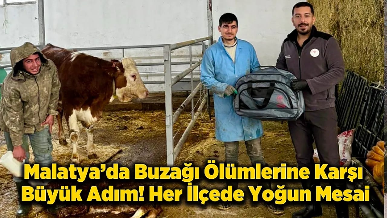 Malatya'da 'Yaşasın Buzağılar' Projesi Hayata Geçirildi!