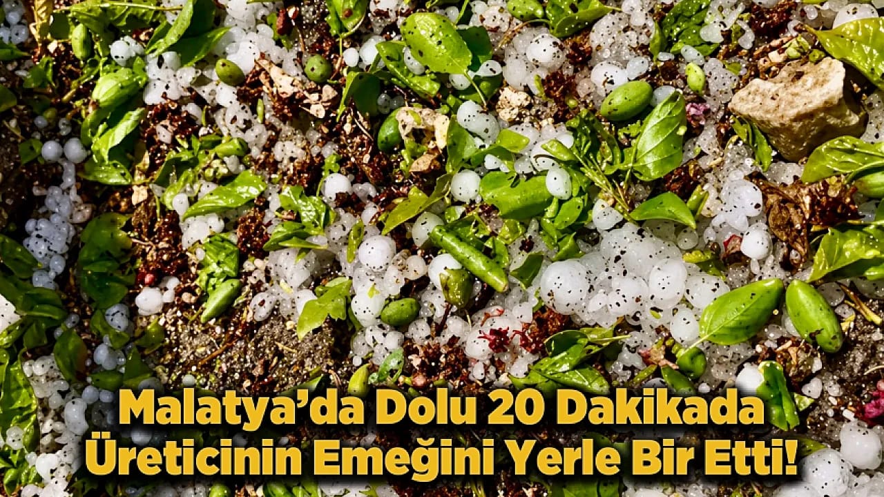 Kayısı Ağaçlarını Dolu Vurdu! Darende'de Hasar Büyük