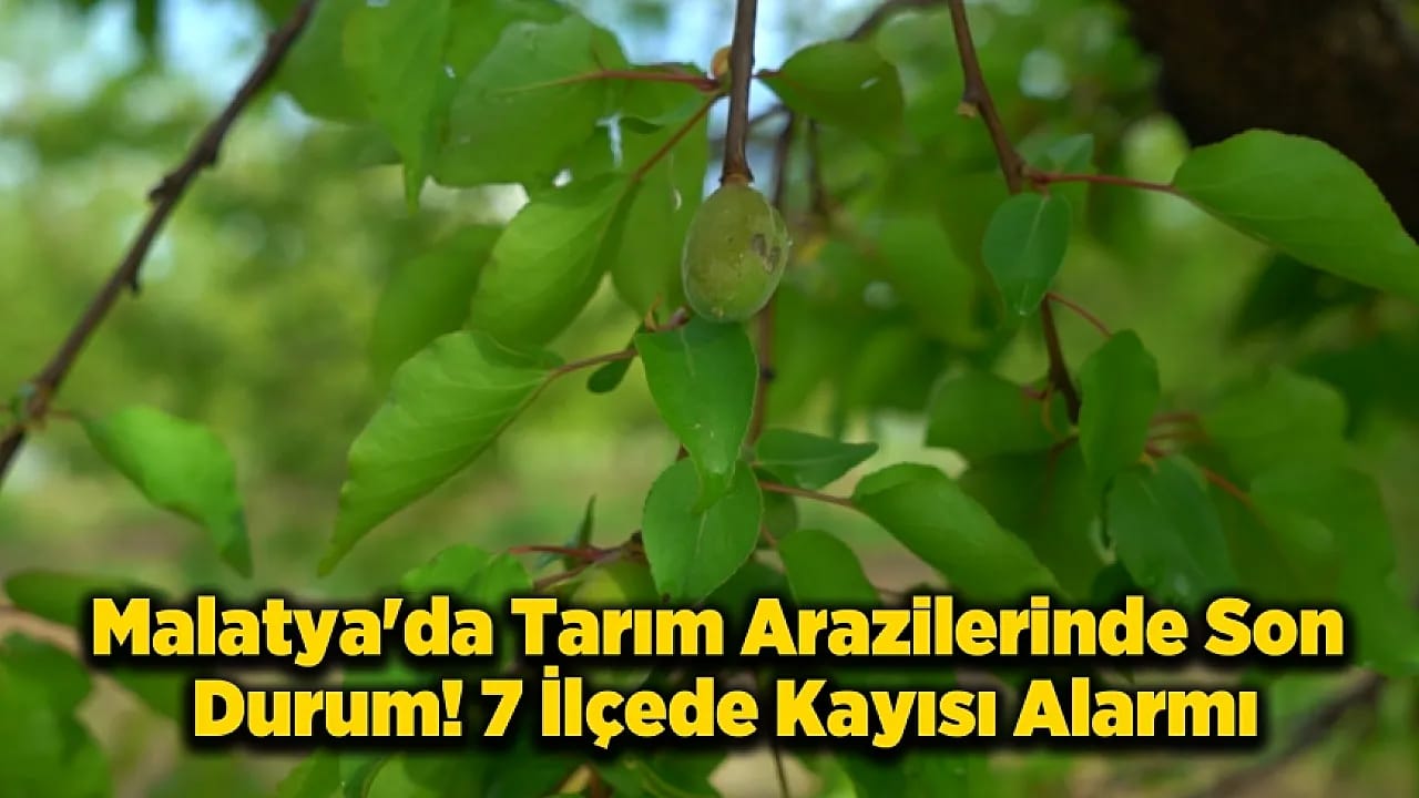Malatya'da Dolu Kabusu! 7 İlçede Kayısı Zarar Gördü