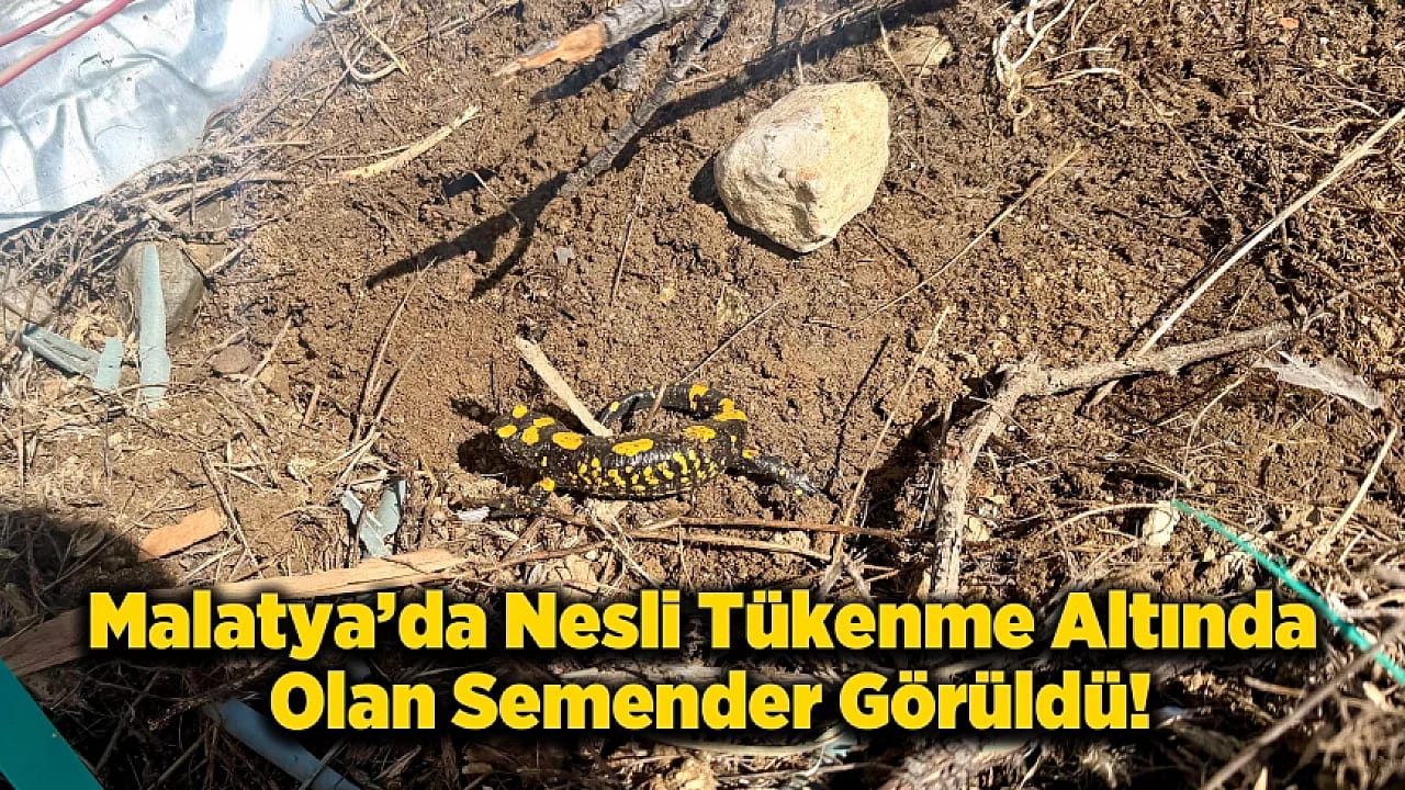 Malatya Doğanşehir'de Nesli Tükenmekte Olan Semender Görüldü!