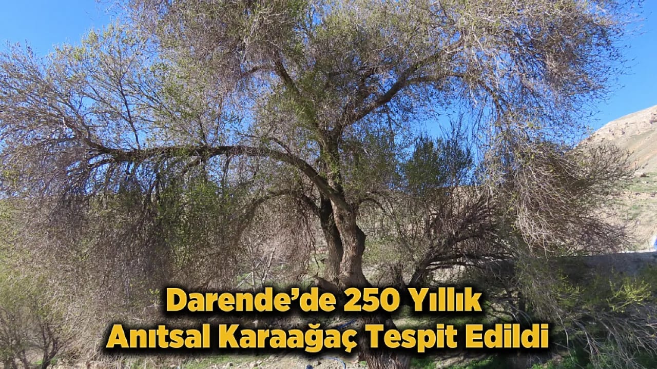 Malatya'da Doğa Harikası Keşif!4,5 Metrelik Anıtsal Karaağaç Tespit Edildi