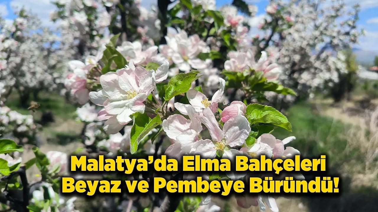 Malatya Doğanşehir'de Elma Ağaçları Görsel Şölen Oluşturdu!