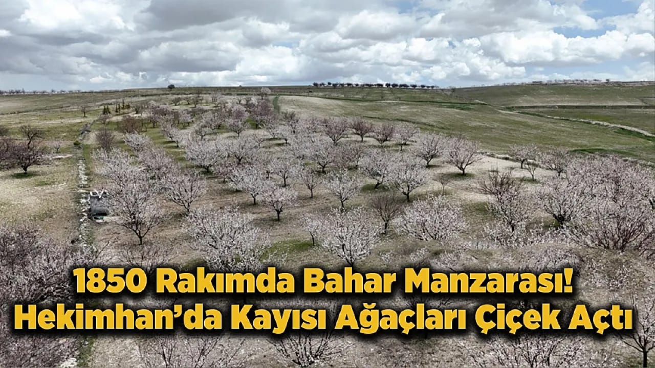 Hekimhan'da 1850 Rakımda Kayısı Çiçekleri Açtı, Bahçeler Renklendi