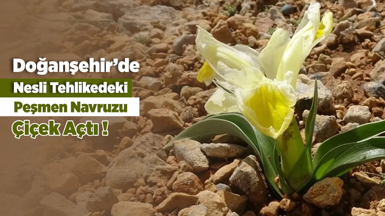 Malatya'da 1600 Rakımda Görsel Şölen! Nesli Tehlikedeki Endemik Bitki Çiçek Açtı