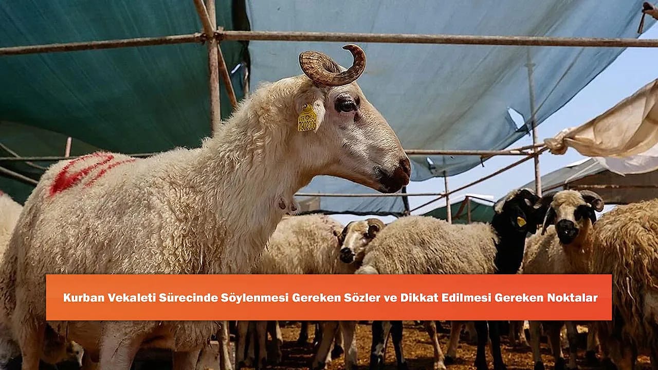 Kurban Vekaleti Sürecinde Söylenmesi Gereken Sözler ve Dikkat Edilmesi Gereken Noktalar