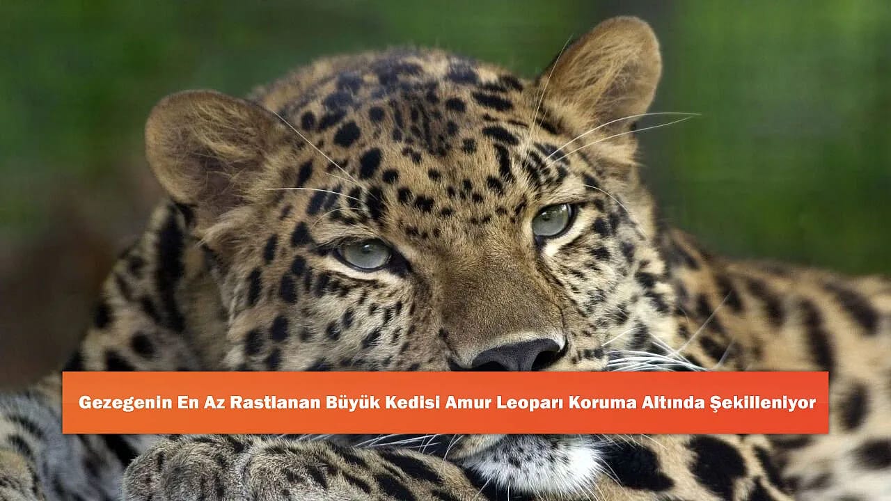 Gezegenin En Az Rastlanan Büyük Kedisi Amur Leoparı Koruma Altında Şekilleniyor