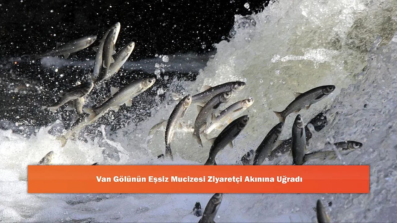 Van Gölünün Eşsiz Mucizesi Ziyaretçi Akınına Uğradı