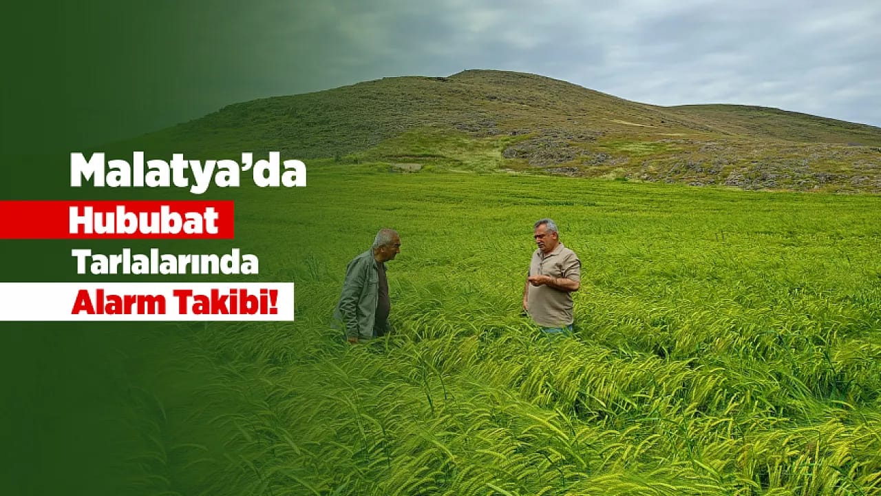 Malatya'da Verim Kaybına Karşı Tarlalarda Yoğun Kontrol!