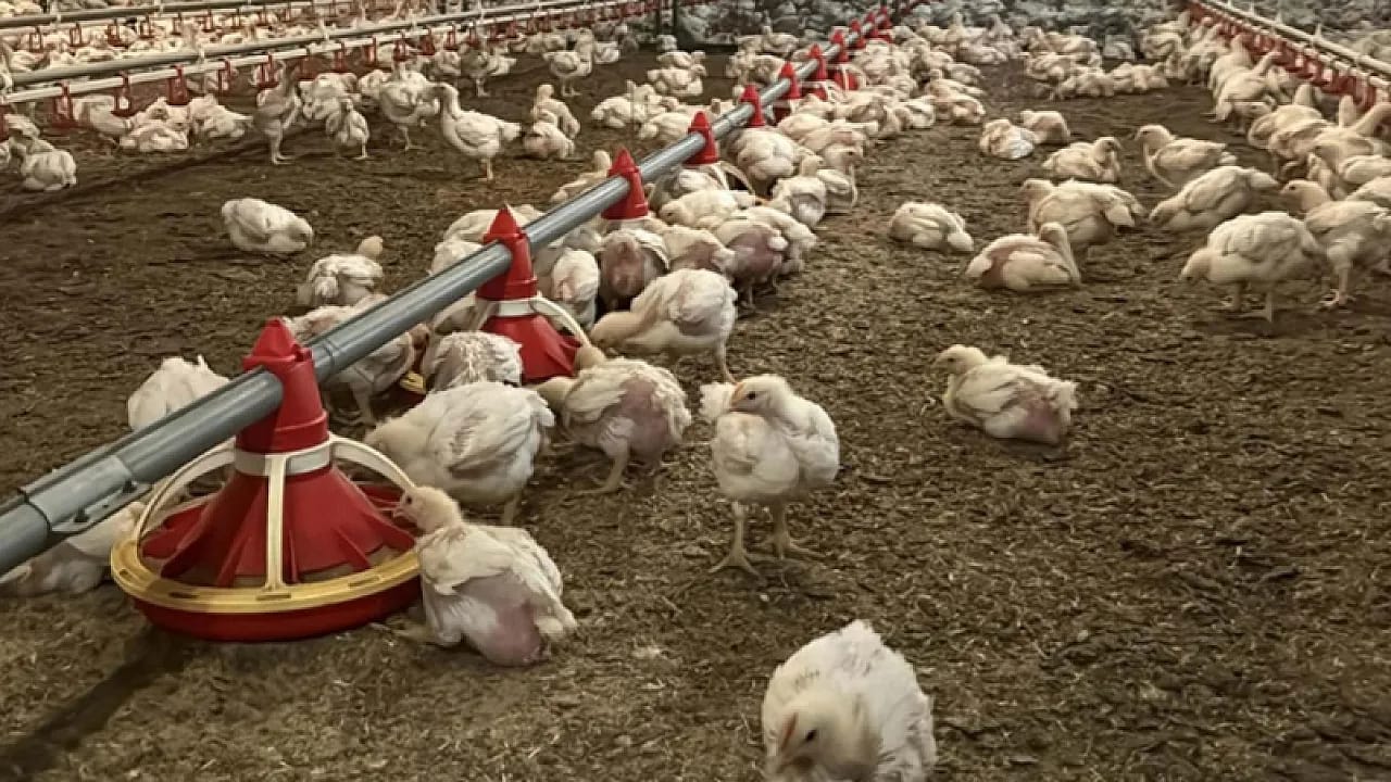 Küresel Et Tüketiminde Şaşırtan Artış!