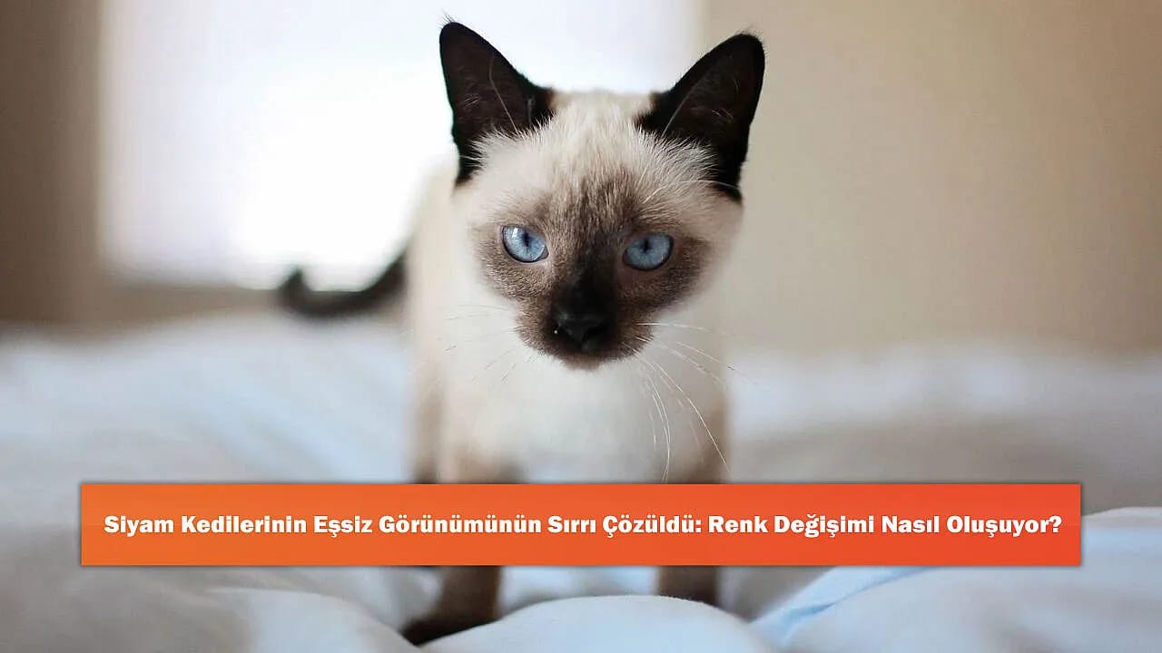 Siyam Kedilerinin Eşsiz Görünümünün Sırrı Çözüldü: Renk Değişimi Nasıl Oluşuyor?