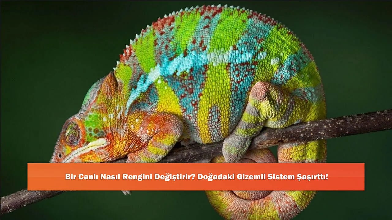 Bir Canlı Nasıl Rengini Değiştirir? Doğadaki Gizemli Sistem Şaşırttı!