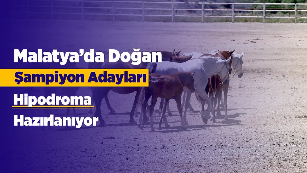Malatya'da Yetişen Safkan Taylar Yarış Dünyasının Yeni Gözdesi Olmaya Hazırlanıyor!