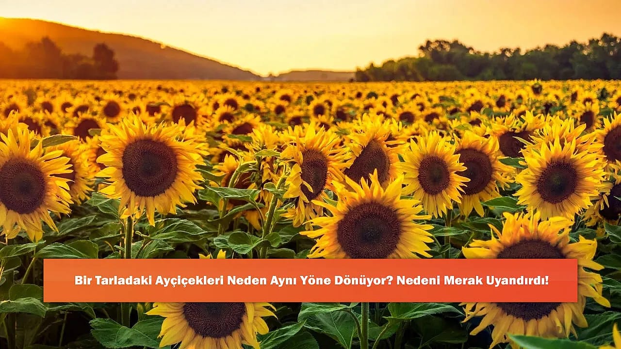 Bir Tarladaki Ayçiçekleri Neden Aynı Yöne Dönüyor? Nedeni Merak Uyandırdı!