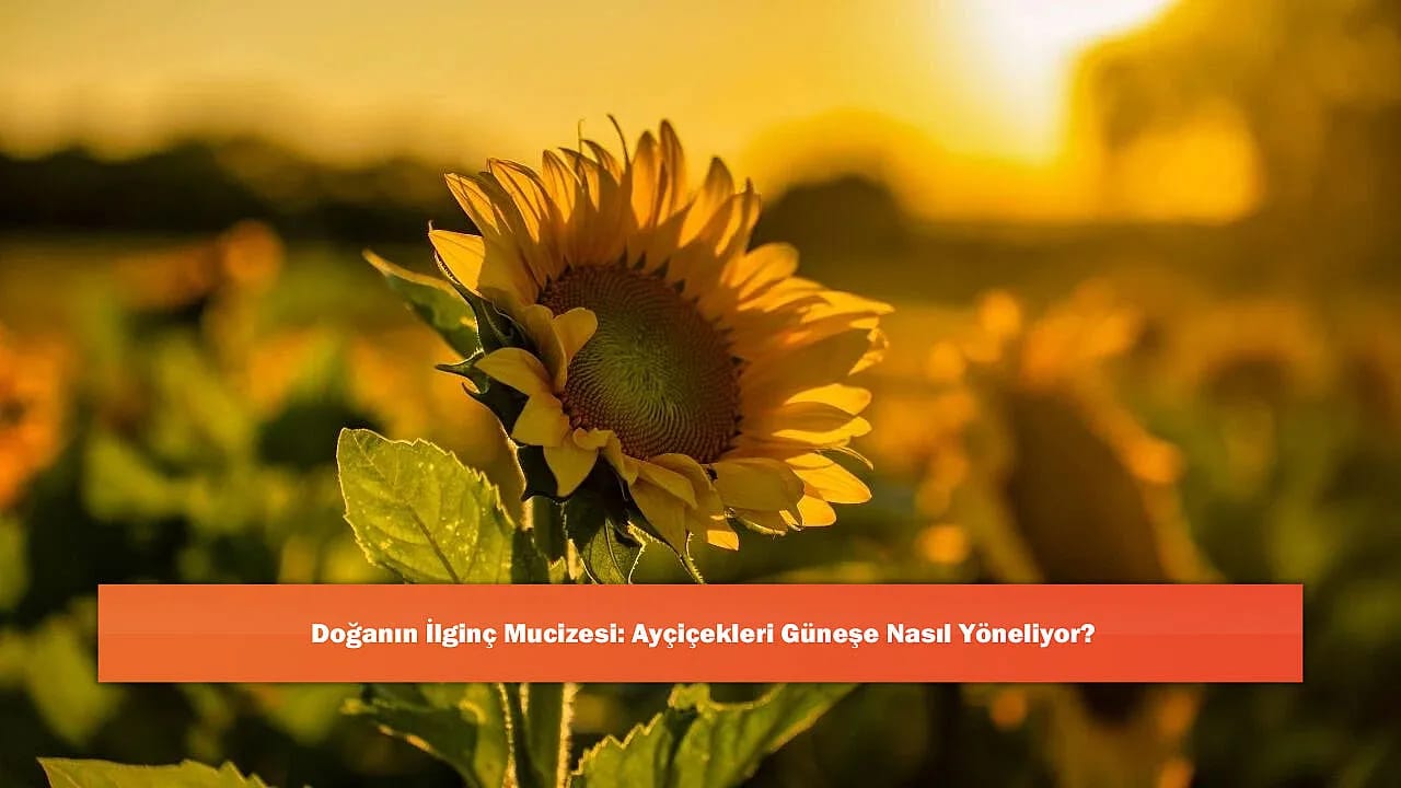 Doğanın İlginç Mucizesi: Ayçiçekleri Güneşe Nasıl Yöneliyor?