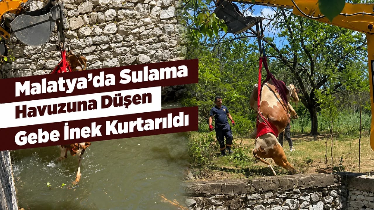Malatya'da Sulama Havuzuna Düşen Gebe İnek 2 Saatte Kurtarıldı!