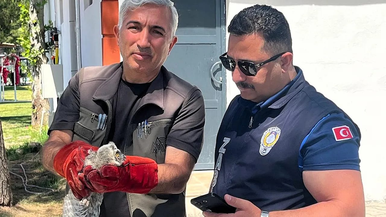 Battalgazi Zabıtasından Örnek Davranış! Yavru Baykuş Koruma Altına Alındı
