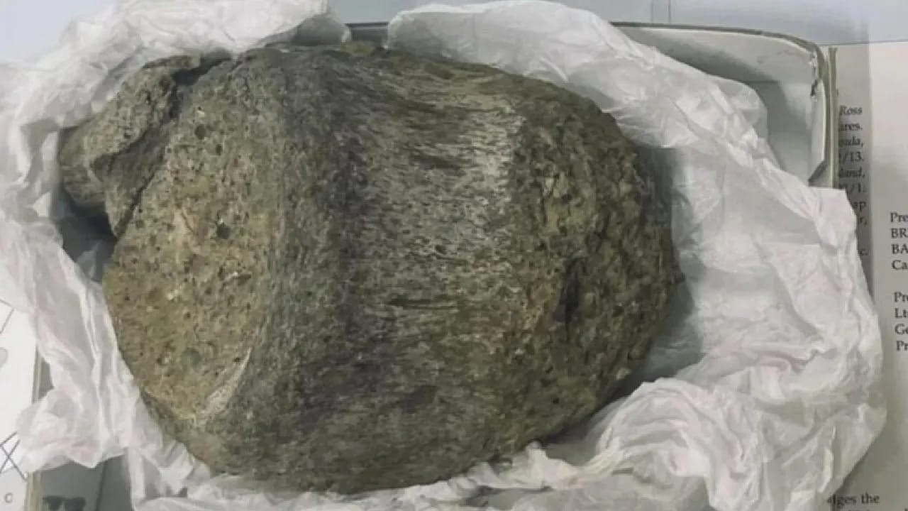 Bilim Dünyasını Şaşırtan Keşif! Antarktika'nın İlk Dinozor Kalıntısı Arşivden Çıktı