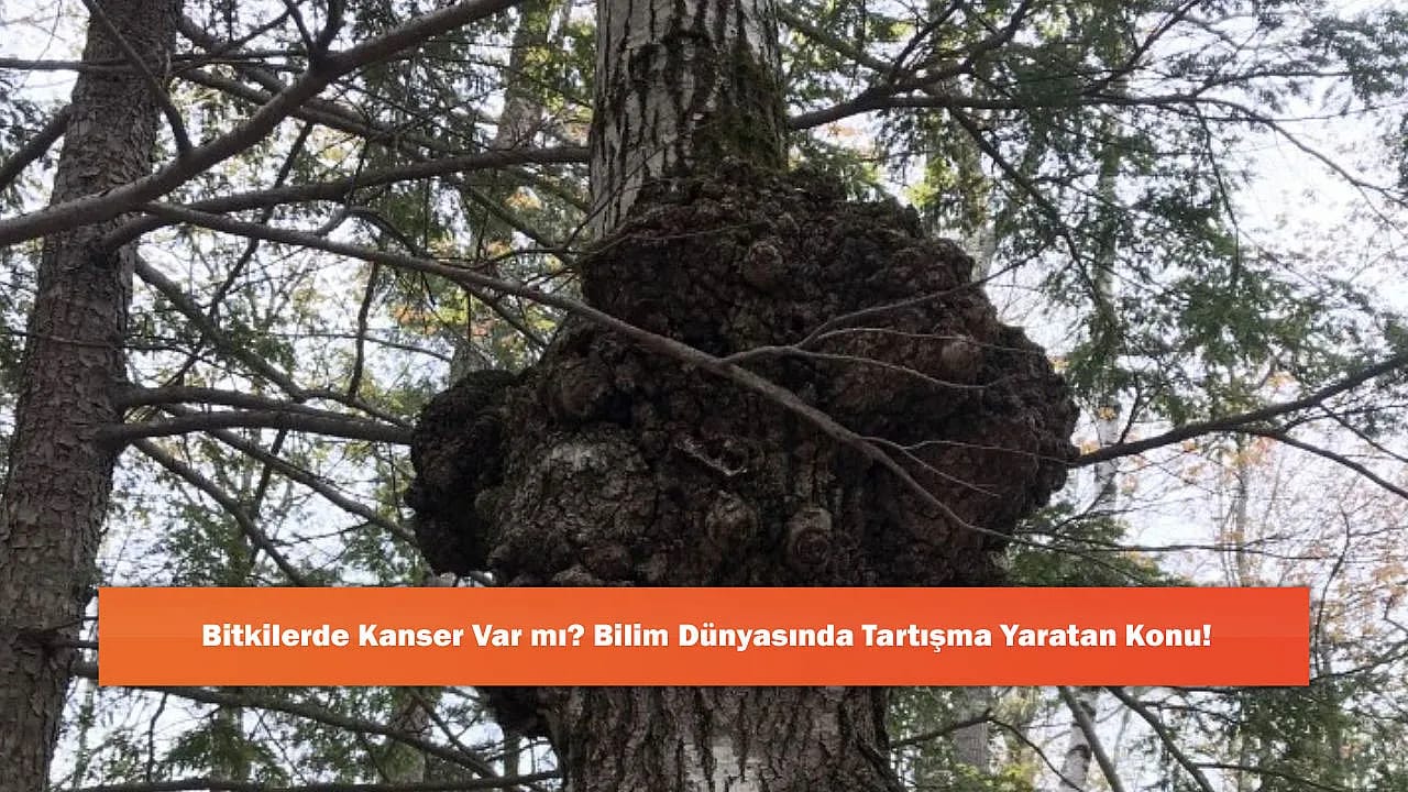 Bitkilerde Kanser Var mı? Bilim Dünyasında Tartışma Yaratan Konu!