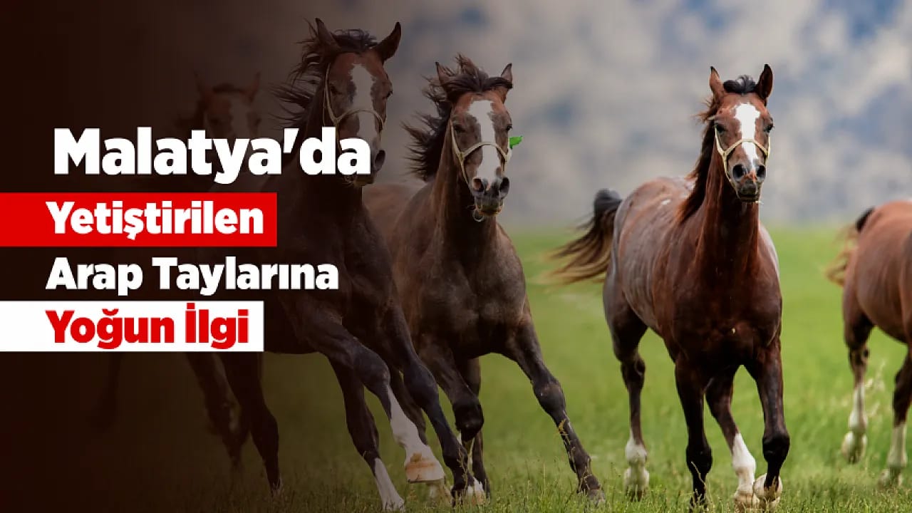 Sultansuyu Tayları Milyonluk Satışlarla Gündemde! Online İhalede Gelir 23 Milyon Lirayı Geçti