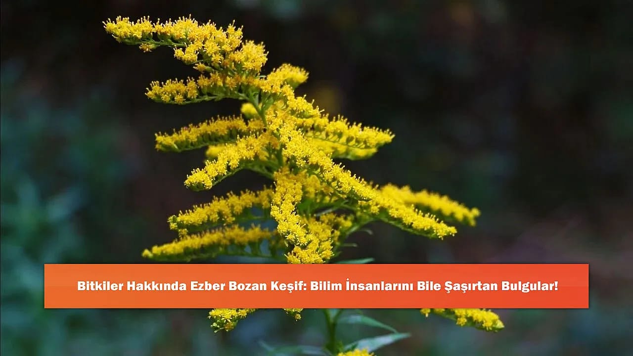 Bitkiler Hakkında Ezber Bozan Keşif: Bilim İnsanlarını Bile Şaşırtan Bulgular!