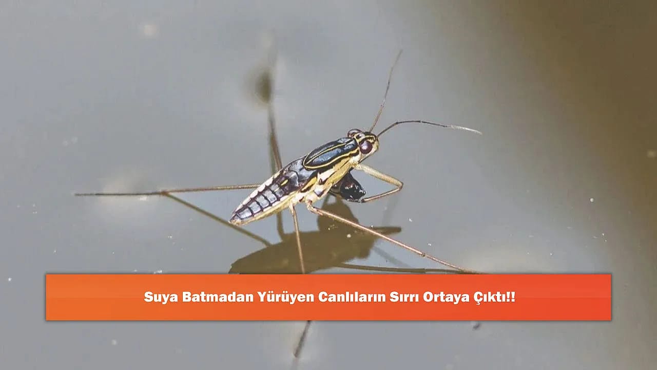 Suya Batmadan Yürüyen Canlıların Sırrı Ortaya Çıktı!!