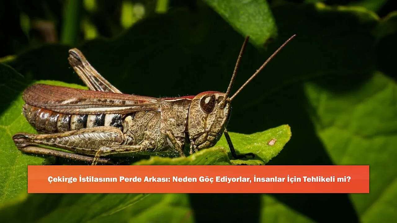 Çekirge İstilasının Perde Arkası: Neden Göç Ediyorlar, İnsanlar İçin Tehlikeli mi?