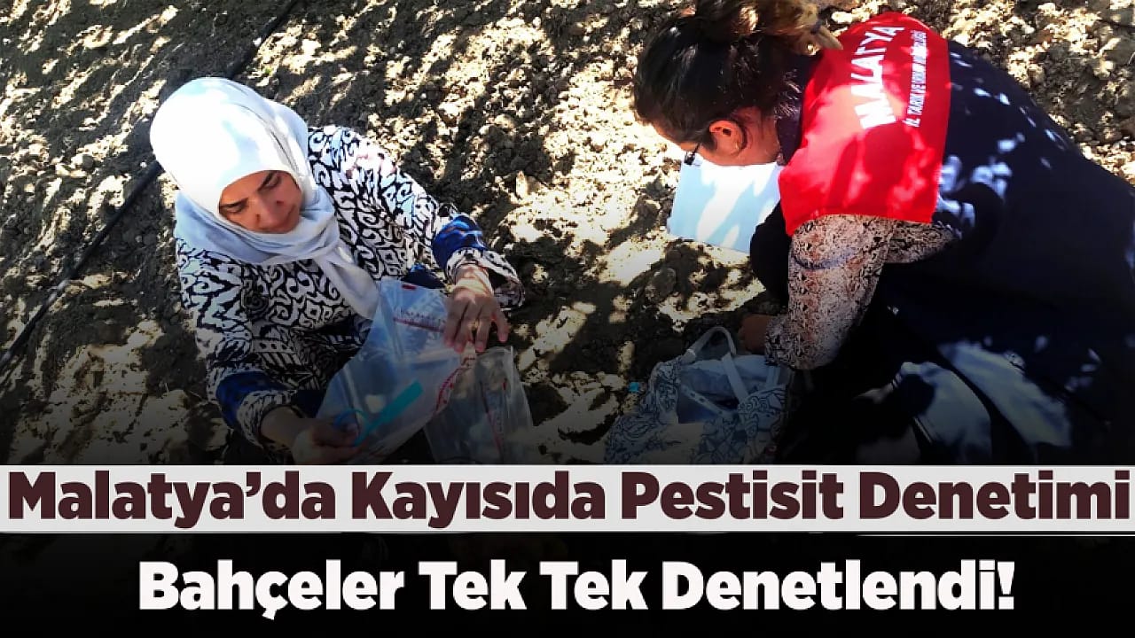 Malatya Kayısısında Kalıntı Denetimi! Mevzuata Aykırı Üretime Yaptırım Uygulandı