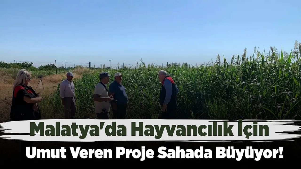 Malatya'da Hayvancılığı Değiştirecek Proje! Tarlalarda İlk Sonuçlar Geldi