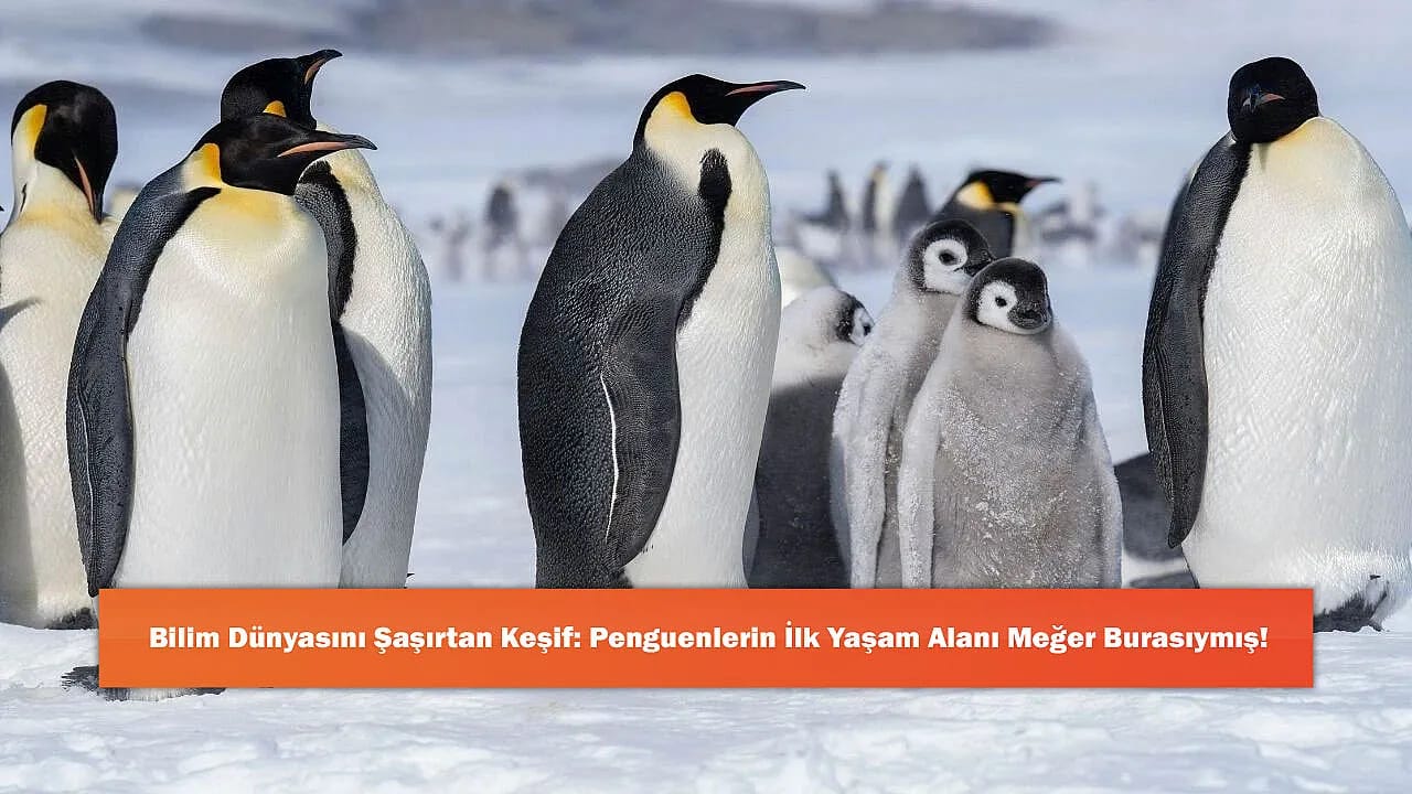 Bilim Dünyasını Şaşırtan Keşif: Penguenlerin İlk Yaşam Alanı Meğer Burasıymış!